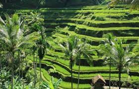 Atas nikmat yang telah diberikan untuk semua makhluk di bumi ini. Gambar Pemandangan Asli Alam Sketsa Gambar Pemandangan Alam Berwarna Gambar Pemandangan Alam Pemandangan Pemandangan Pemandangan Yang Indah Pemandangan Kota