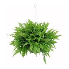 Planta Helecho Colgante En Http Www Homedepot Com Mx Plantas De Follaje Plantas Plantas Colgantes