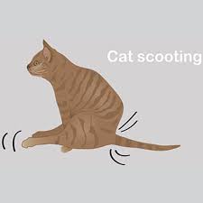 The irritation can range from mild (excessively full glands), moderate (anal sac infection) to severe (rectal cancer). Scooting In Cats Pdsa