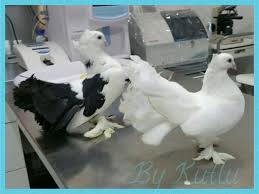 guvercinleri cok seviyorum hele bu ture bayiliyorum aileme bugun katildilar guvercin susguvercini fantail tavusguvercin destekuyruk bizim kus