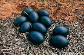 Exotic Bird Eggs For Sale In Usa Farm Fresh Emu Eggs At Price Range 10 00 45 00 Usd Unit In Bangkok Yasscoal Co Ltd In 2020 Emu Egg Egg Nest Eggs