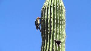 Water cacti at least once a week in the spring and summer. Gila Woodpecker At Work On A Saguaro Youtube