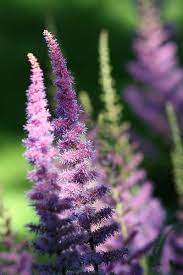 Astilbe In The Shade Tall Shade Plants Shade Plants Violet Garden