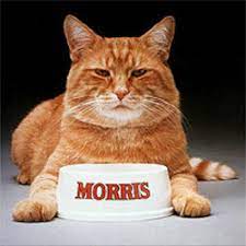 9lives Mascot Morris The Cat Is Known For Being - Cat Lovster