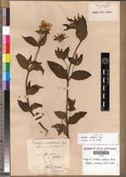 Image result for Aspilia natalensis