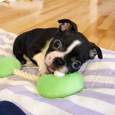 Ready boston terrier puppies for sale, we have all approved colors of boston terriers sale. Boston Terrier Puppies For Sale Under 500 In Texas Pets Lovers