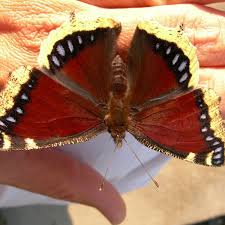 We did not find results for: The Lifecycle Of The Mourning Cloak Caterpillar To A Butterfly Owlcation