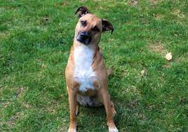 Black Mouth Cur 101 History Personality Grooming More