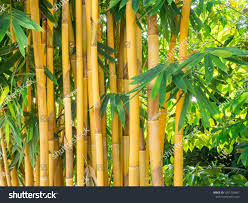 Image result for Bambusa vulgaris