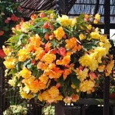 Plug & plant is fairly automated; Shop Begonia Apricot Shades Enhanced Garden Ready Plug Plants J Parker Dutch Bulbs