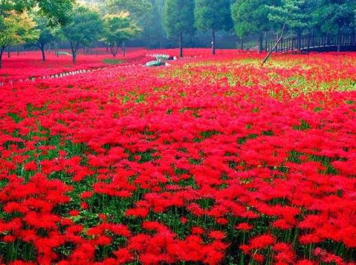 영광불갑산상사화축제 照片 6