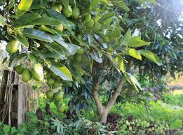 Avocados stay firm until they're picked and ripened. How To Prune An Avocado Edible Backyard