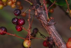 Image result for Phyllanthus muellerianus