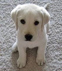 Rubi is a beautiful puppy from our first and only breeding of our snow white male and silver brown female akc labrador retriever's. 41 Gussy S Future Wifey Ideas Cute Dogs Puppies Cute Animals