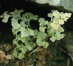 Image result for Anogramma leptophylla