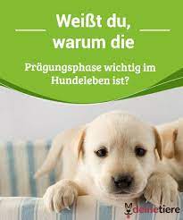 weisst du warum die pragungsphase wichtig im hundeleben ist my animals hunde hunde erziehen hundchen training