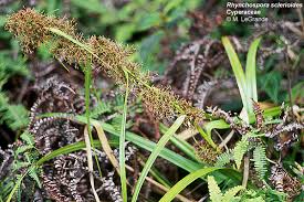 Image result for Huaceae