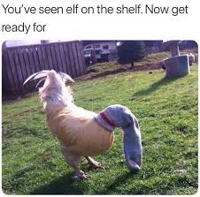 You Know The Elf On The Shelf But Now Album On Imgur Animals Doing Funny Things Funny Pictures Funny Animal Pictures
