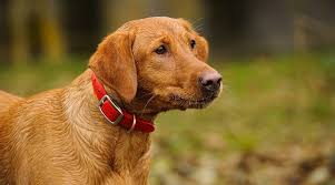 Good breeder of labrador retrievers. Red Fox Labrador Retrievers Controversy Puppy Cost More