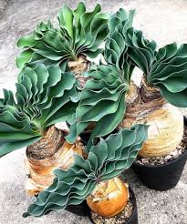 Image result for Boophone