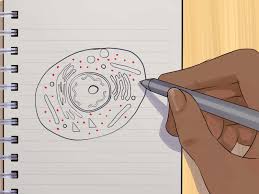 Examining a diagram of the plant cell will help make the differences clearer. How To Draw An Animal Cell 11 Steps With Pictures Wikihow