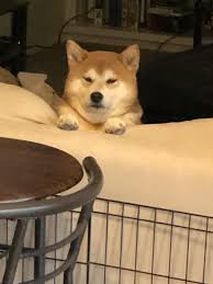 We did not find results for: Looked Up To See Him Watching And Most Likely Judging Me Shibainu Shibainupuppies Shiba Inu Shiba Inu Puppy Dog Happy