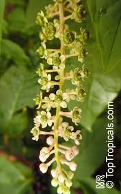 Image result for Phytolaccaceae