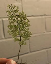Image result for Hymenophyllaceae