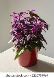 Image result for Gynura scandens