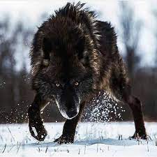 Wolf In Winter Snow Wolf Photos Timber Wolf Animals Beautiful