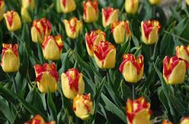 Tulip Cape Town Tulips Garden Planning Plants
