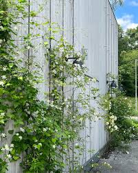 Image result for Clematis brachiata