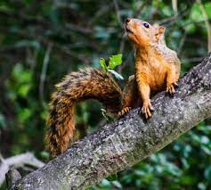 Strategic pest control of sw fl offers a plethora of pest control services of the highest quality to its customers. Gross Pest Fort Myers Top Rated Local Pest Control Team