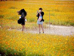 Merekahnya 500 jenis tanaman camelia di taman bunga jeju korea selatan. Foto Melihat Keindahan Taman Bunga Cosmos Di Korea Selatan Indozone Id