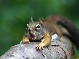 Move Over Hackers Squirrels Are The Power Grid S Greatest Foe Silly Animals Cute Squirrel Squirrel