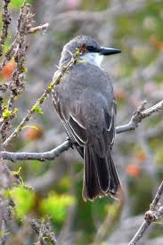 Grey Bird With Orange Wings Grey Kingbird World Birds Animals Passerine Bird