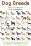 The Top 10 Most Popular Dog Breeds For 2020 [ BLOGPOST ]