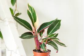 Ceux qui ont la main verte, savent lire les signes que les plantes leur envoient, c'est inné… mais rien n'est perdu pour les autres, avoir la main verte peut aussi s'apprendre. 10 Plantes D Interieur Qui Ne Sont Pas Vertes Mango And Salt