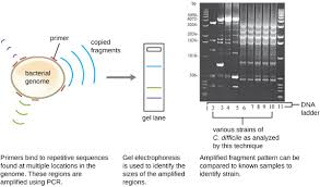 Visualizing And Characterizing Dna Rna And Protein