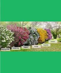 Collection La Haie Des Quatre Saisons 6 Arbustes 2 3 Branches Jardins Jardins Champetres Idees Jardin