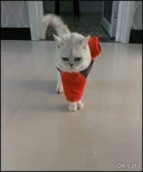 Hilarious Cat Gif White Cat Walking Like A Pretty Geisha With Front Paws Tied Up Haha Cat Walk Cats Cat Gif