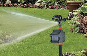 Maybe you would like to learn more about one of these? How To Stop Cats Using Your Garden For A Toilet Blog At Thompson Morgan