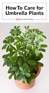 Under Appreciated Umbrella Plants Deserve A Second Look Plants Umbrella Plant Care Big Indoor Plants