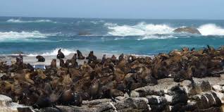 Seal Island, Cape Town - Book Tickets & Tours | GetYourGuide