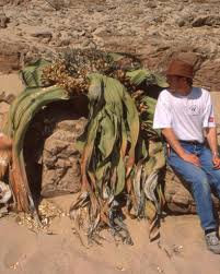 Image result for Welwitschiella