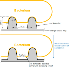 We did not find results for: Novel Materials Of Construction In The Food Industry Sciencedirect