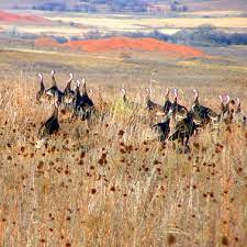 Black kettle national grassland camping. Cibola National Forest And National Grasslands Home