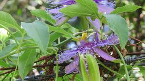 This tree is usually considered to be the most beautiful of america's flowering trees and grows from maine to west to illinois and kansas and south into florida, texas and into mexico. Vines For Texas Dallas Garden Buzz