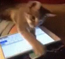 Funny cats typing messages on the keyboard, pound their paws on the keys. Typing Cat Gif
