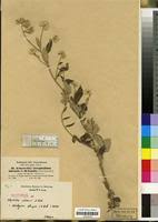 Image result for Helichrysum schimperi